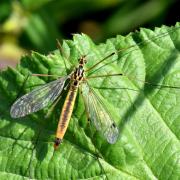 Nephrotoma cornicina (Linnaeus, 1758) (femelle) 