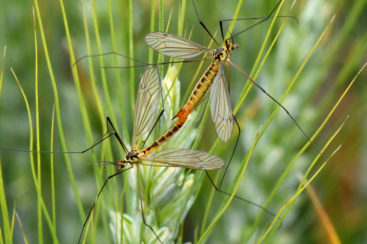 Nephrotoma flavescens (Linnaeus, 1758) (accouplement)