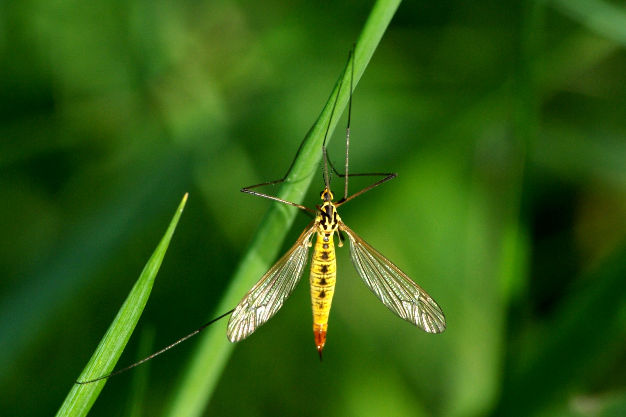 Nephrotoma flavescens (Linnaeus, 1758) (femelle)