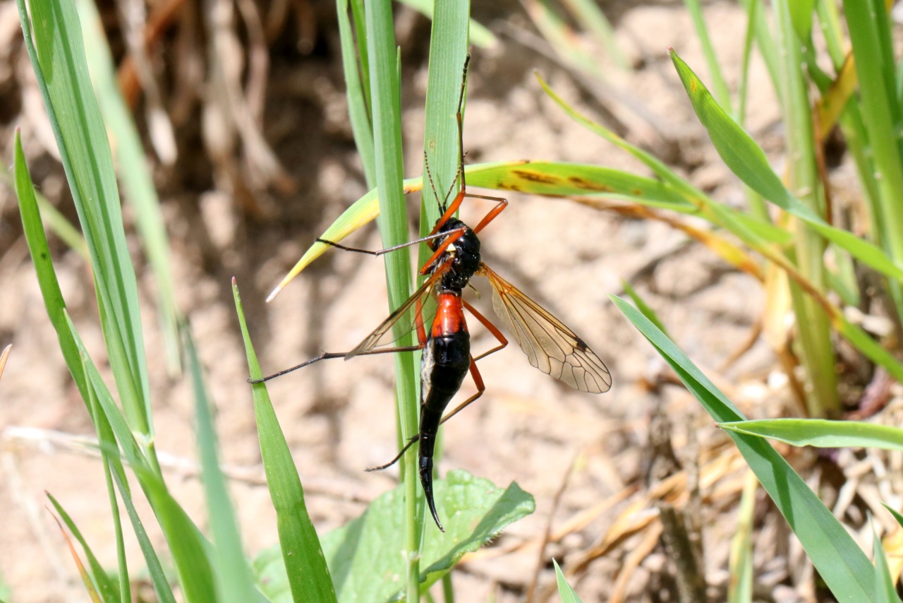 Tanyptera atrata (Linnaeus, 1758) - Tanyptère noire (femelle)