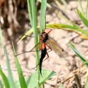 Tanyptera atrata (Linnaeus, 1758) - Tanyptère noire (femelle)