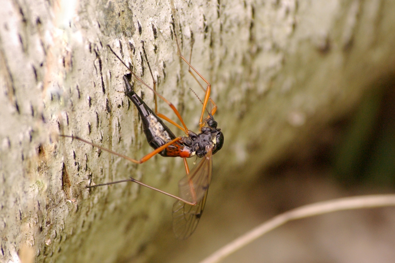 Tanyptera atrata (Linnaeus, 1758) - Tanyptère noire (femelle - ponte)