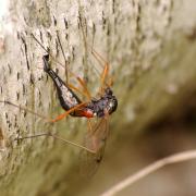 Tanyptera atrata (Linnaeus, 1758) - Tanyptère noire (femelle - ponte)