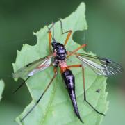 Tanyptera atrata (Linnaeus, 1758) - Tanyptère noire (femelle)