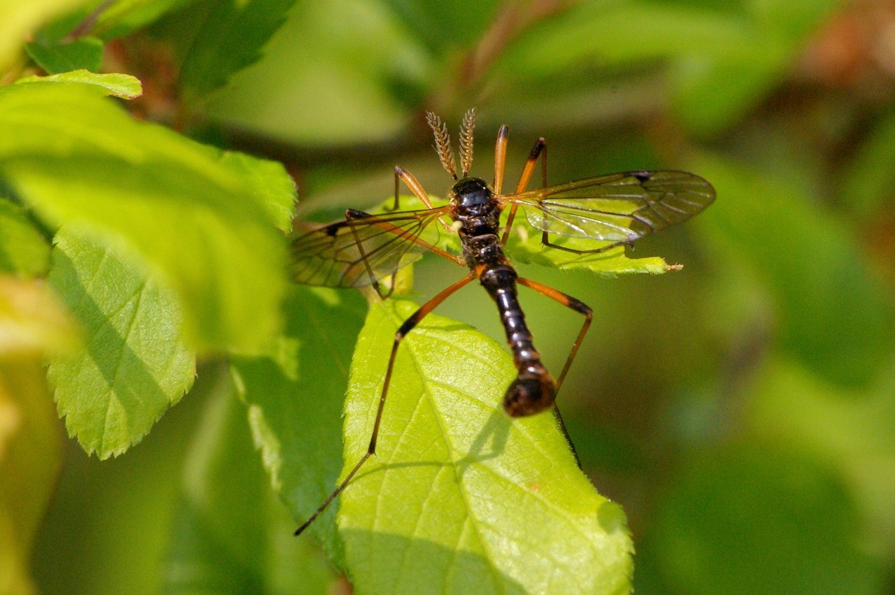 Tanyptera atrata (Linnaeus, 1758) - Tanyptère noire (mâle forme noire)