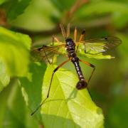 Tanyptera atrata (Linnaeus, 1758) - Tanyptère noire (mâle forme noire)