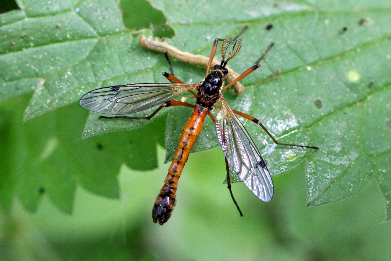 Tanyptera atrata (Linnaeus, 1758) - Tanyptère noire (mâle)