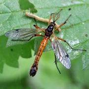 Tanyptera atrata (Linnaeus, 1758) - Tanyptère noire (mâle)