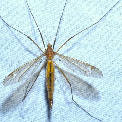 Tipula cava Riedel, 1913 (femelle) 