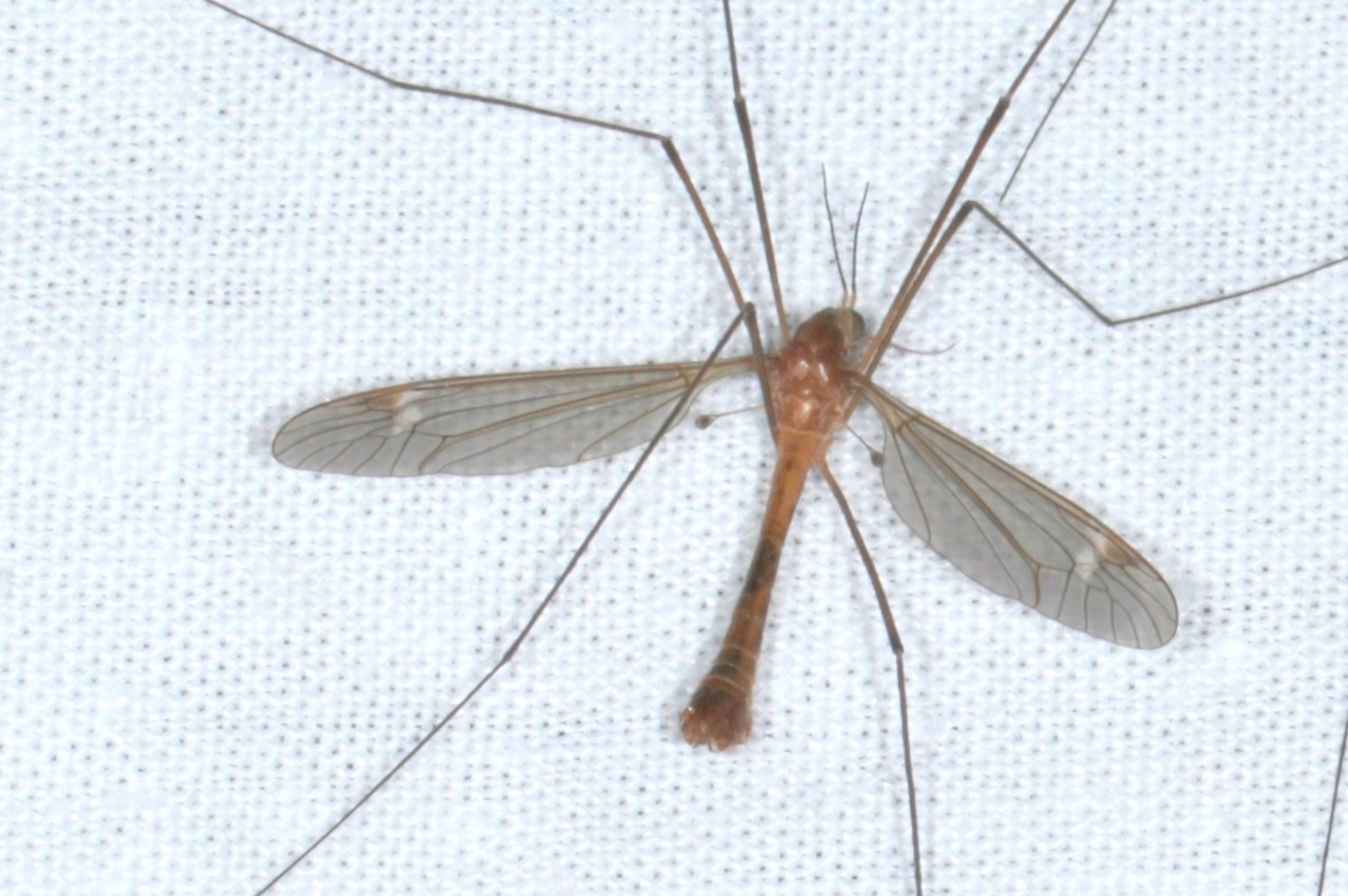Tipula cava Riedel, 1913 (mâle)
