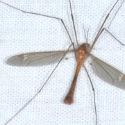 Tipula cava Riedel, 1913 (mâle)