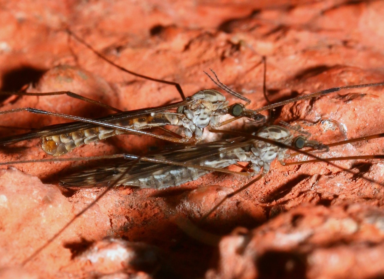 Tipula confusa van der Wulp, 1883 (accouplement)