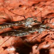 Tipula confusa van der Wulp, 1883 (accouplement)