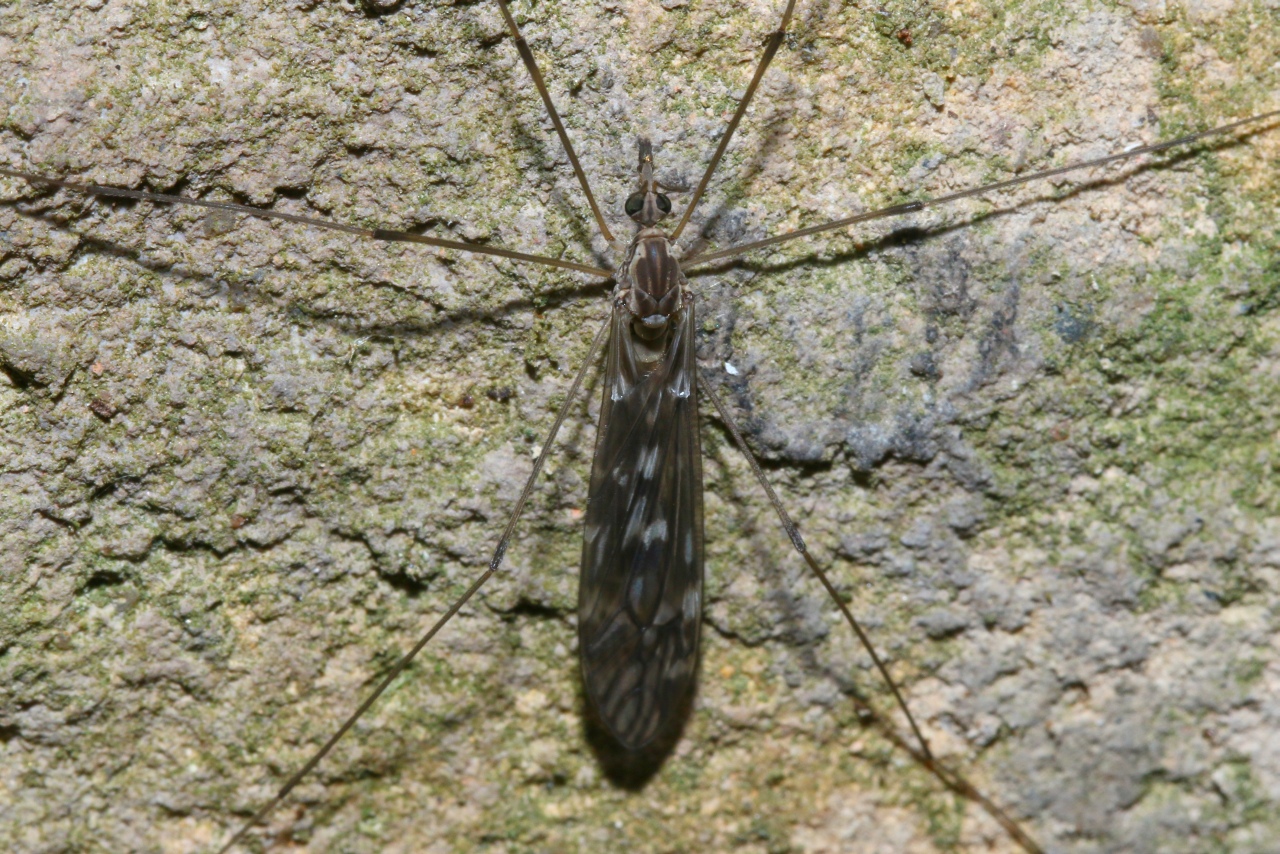 Tipula confusa van der Wulp, 1883