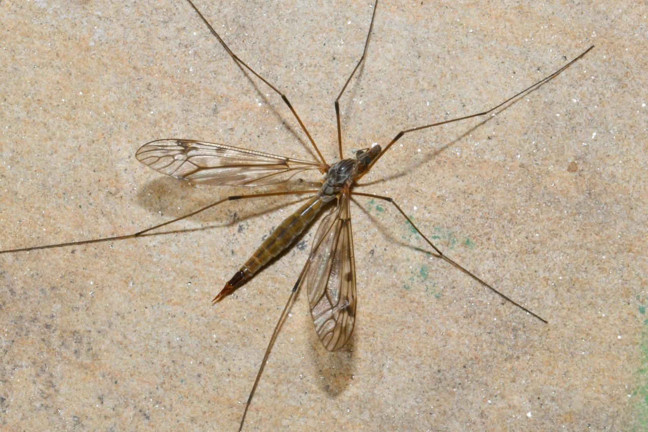 Tipula confusa van der Wulp, 1883 (femelle)