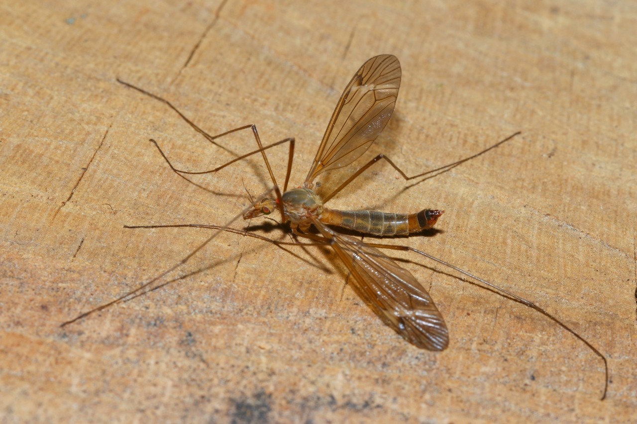 Tipula fascipennis Meigen, 1818 (femelle)