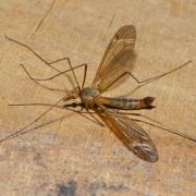 Tipula fascipennis Meigen, 1818 (femelle)