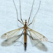 Tipula fascipennis Meigen, 1818 (femelle)