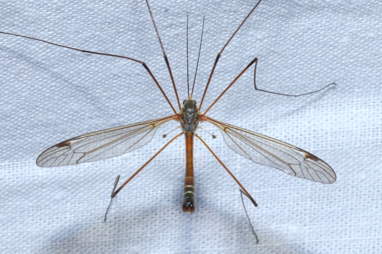 Tipula flavolineata Meigen, 1804 (mâle)