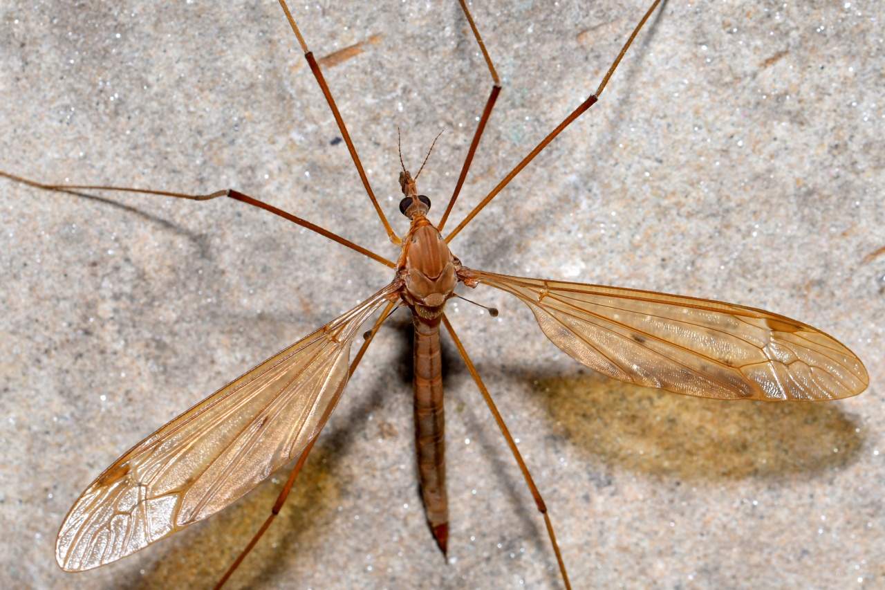 Tipula fulvipennis De Geer, 1776 (femelle)