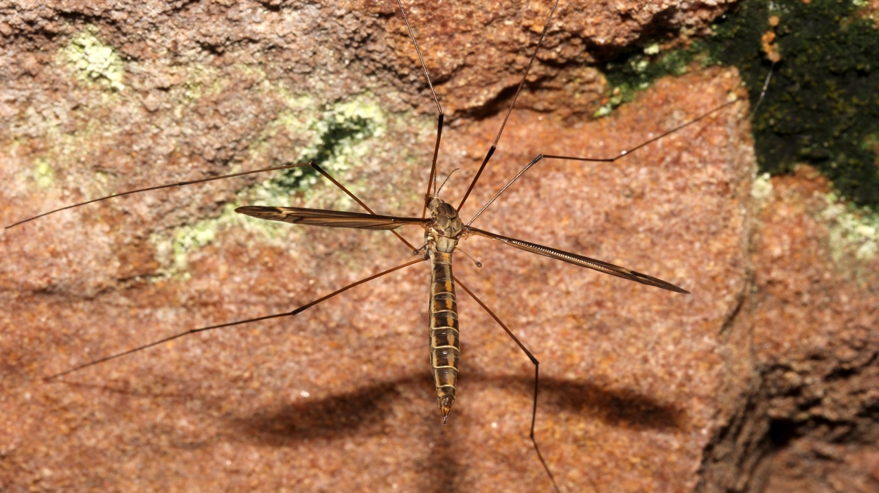 Tipula lateralis Meigen, 1804 (femelle)