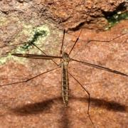 Tipula lateralis Meigen, 1804 (femelle)