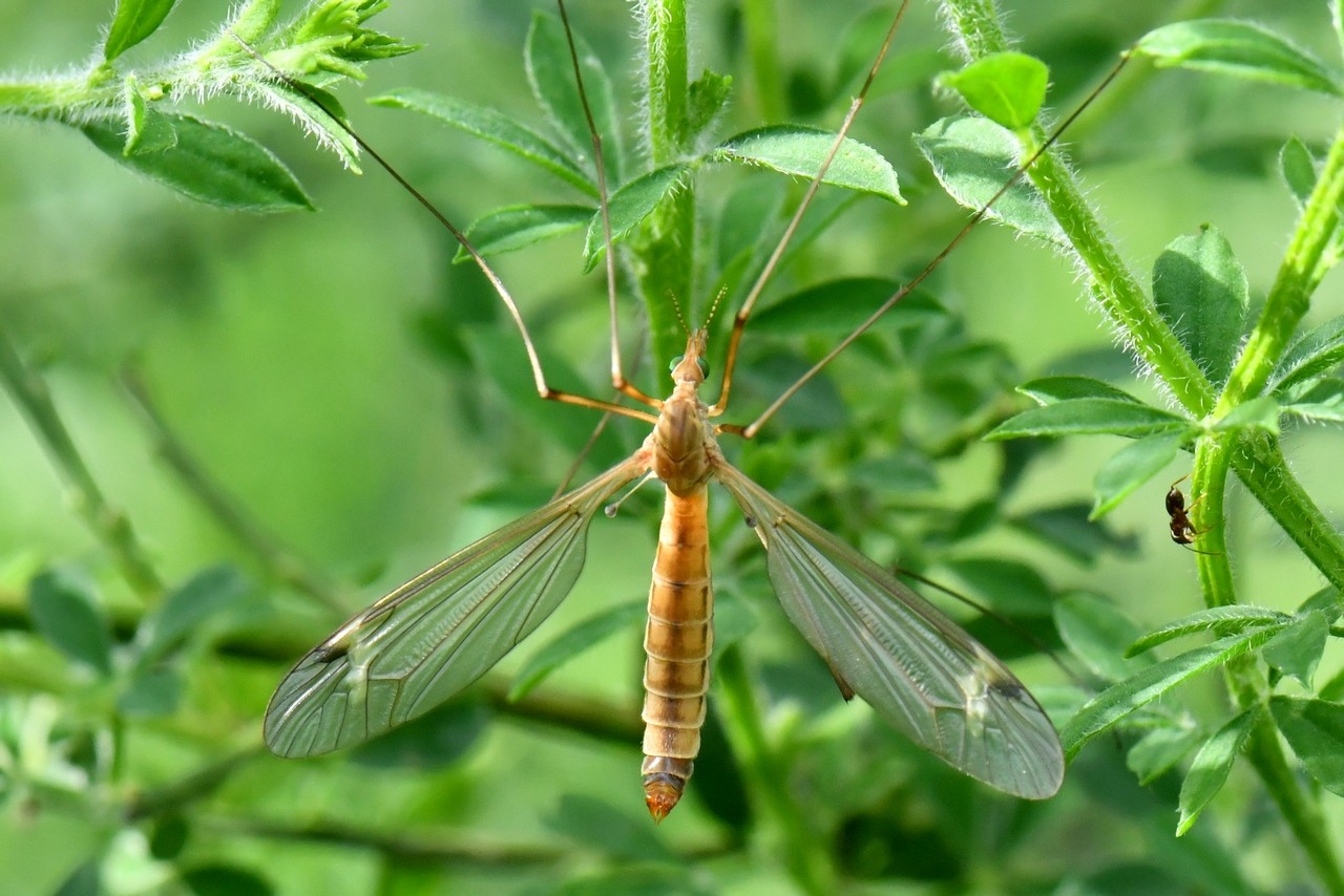 Tipula helvola Loew, 1873 (femelle)