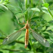 Tipula helvola Loew, 1873 (femelle)