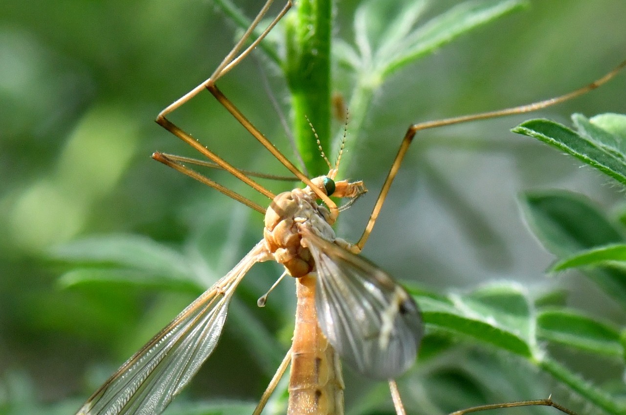 Tipula helvola Loew, 1873 (femelle)