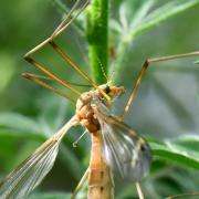 Tipula helvola Loew, 1873 (femelle)