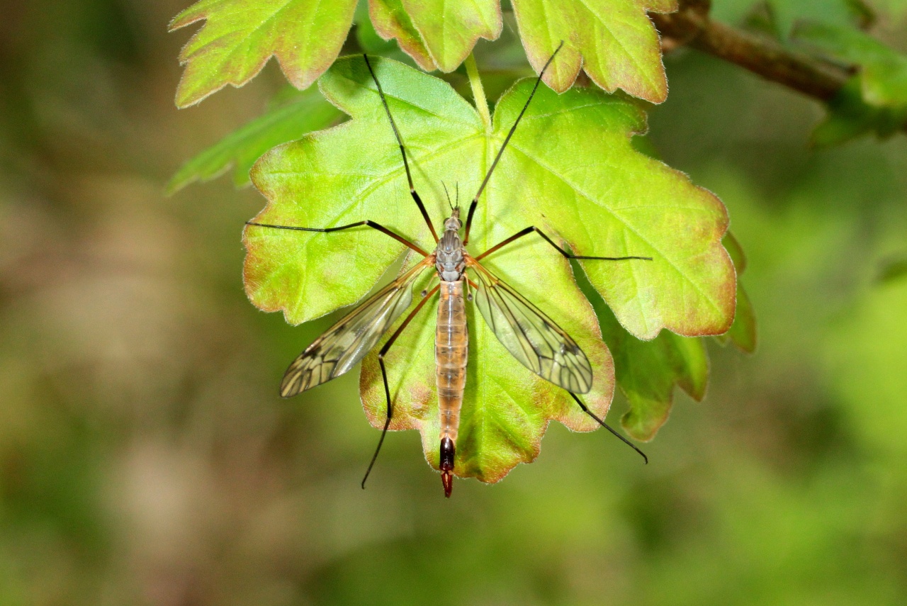 Tipula hortorum Linnaeus, 1758 (femelle)