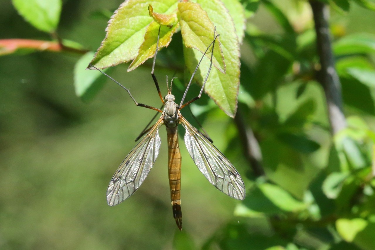 Tipula hortorum Linnaeus, 1758 (femelle)