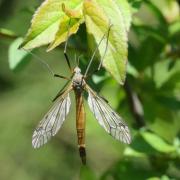 Tipula hortorum Linnaeus, 1758 (femelle)