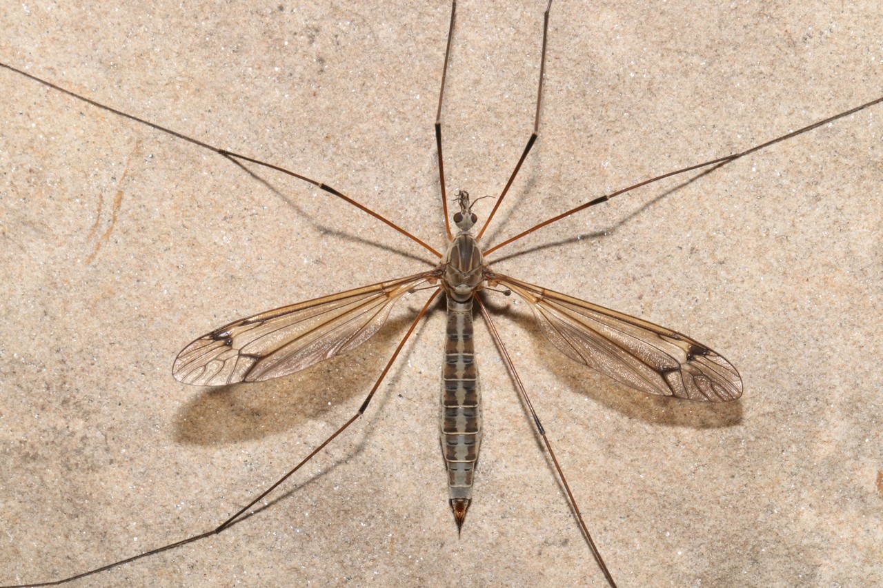 Tipula lateralis Meigen, 1804 (femelle)