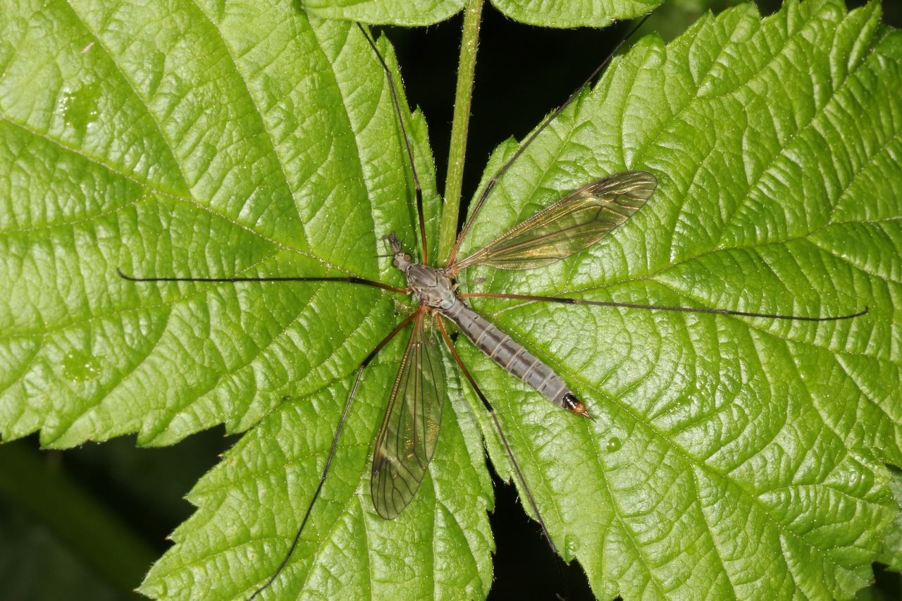 Tipula luna Westhoff, 1879 (femelle)