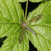 Tipula luna Westhoff, 1879 (femelle)