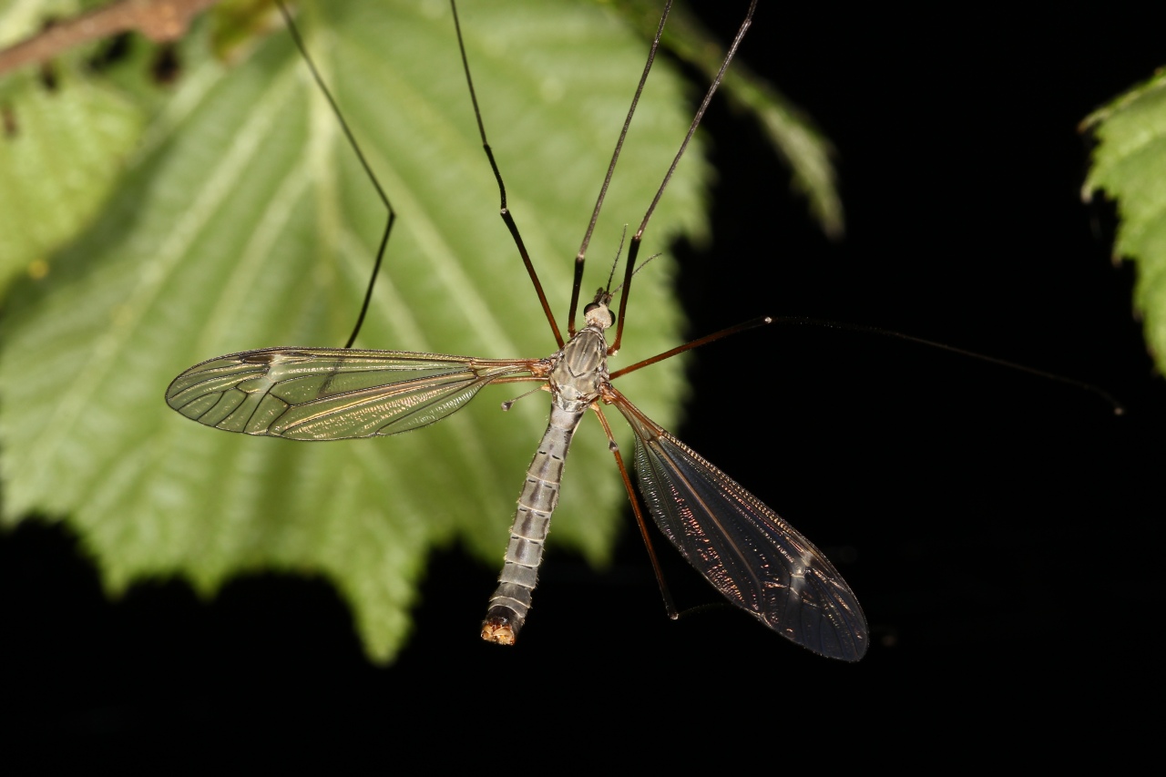 Tipula luna Westhoff, 1879 (mâle)