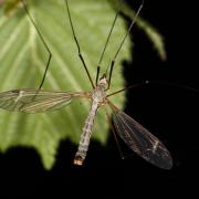 Tipula luna Westhoff, 1879 (mâle)