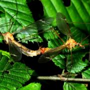 Tipula lunata Linnaeus, 1758 - Tipule à ailes cendrées (accouplement)