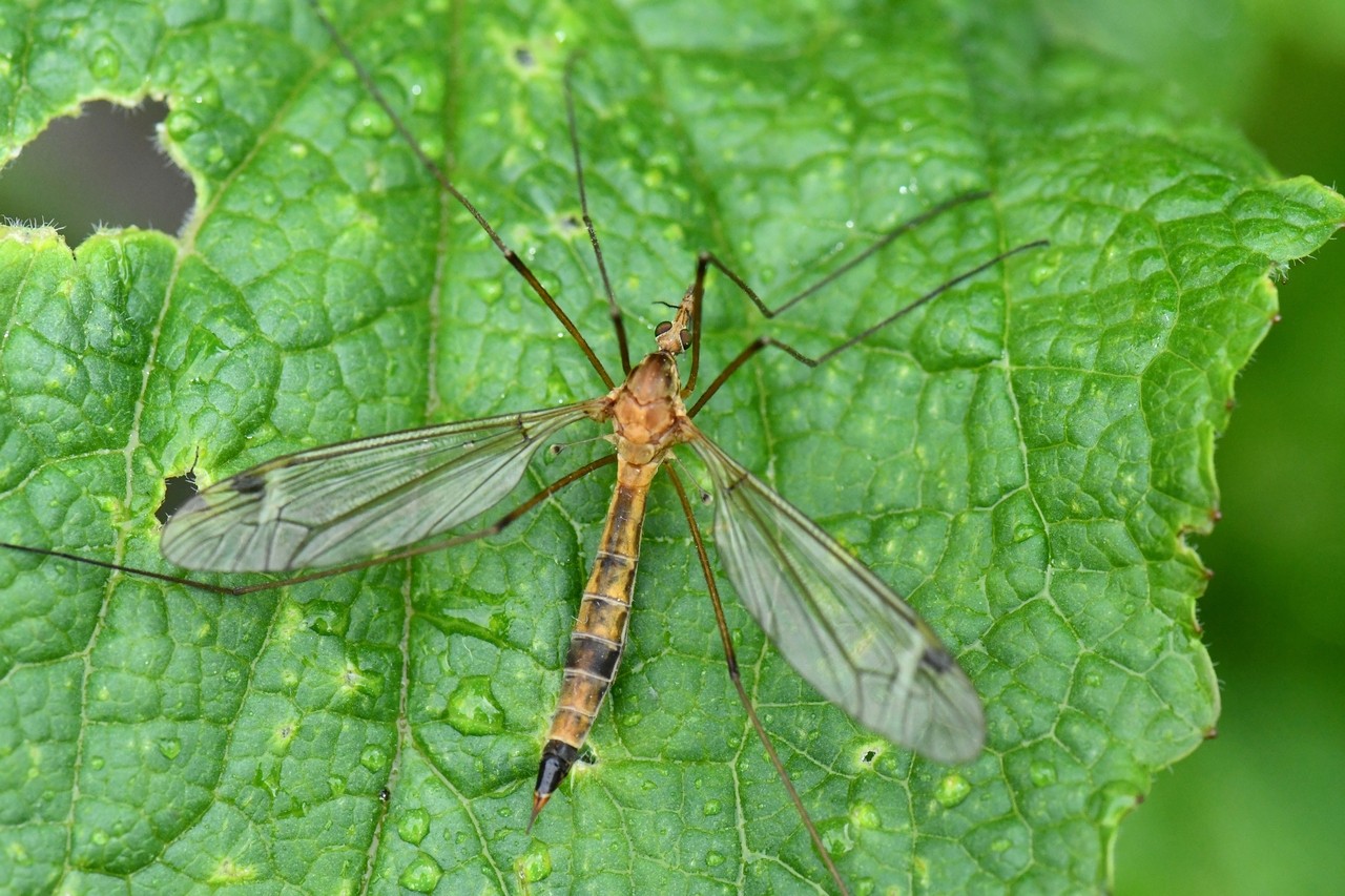 Tipula lunata Linnaeus, 1758 - Tipule à ailes cendrées (femelle)