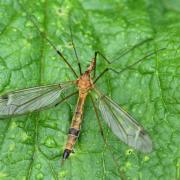 Tipula lunata Linnaeus, 1758 - Tipule à ailes cendrées (femelle)