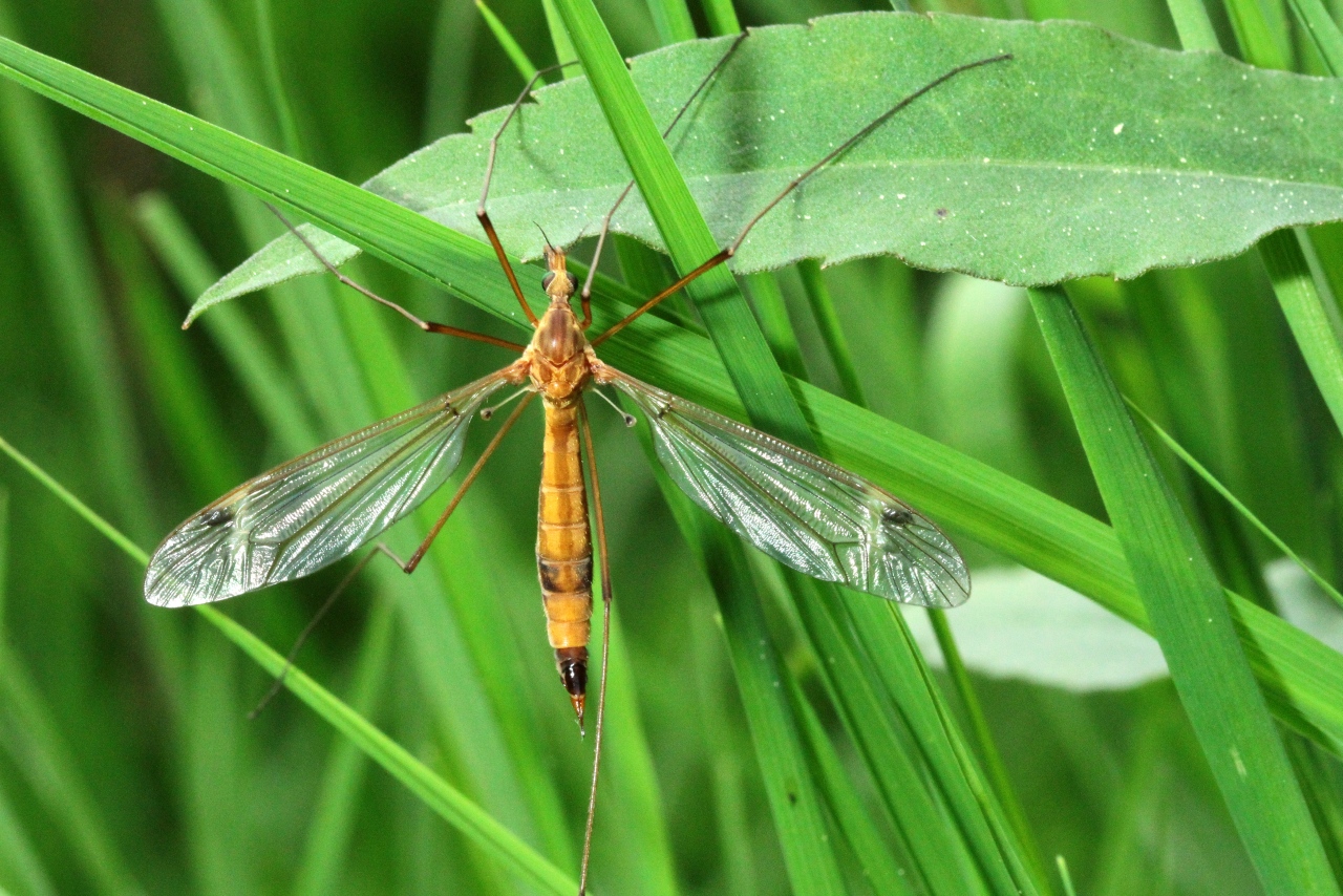 Tipula lunata Linnaeus, 1758 - Tipule à ailes cendrées (femelle)