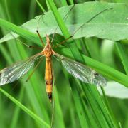 Tipula lunata Linnaeus, 1758 - Tipule à ailes cendrées (femelle)