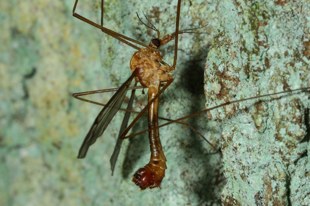 Tipula lunata Linnaeus, 1758 - Tipule à ailes cendrées (mâle)