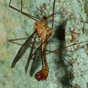 Tipula lunata Linnaeus, 1758 - Tipule à ailes cendrées (mâle)