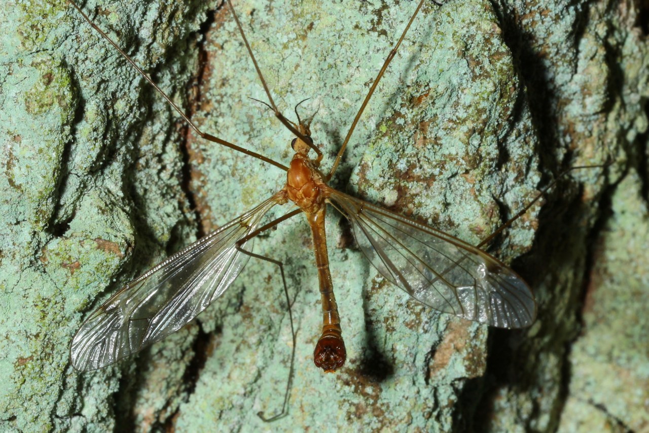 Tipula lunata Linnaeus, 1758 - Tipule à ailes cendrées (mâle)