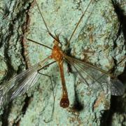 Tipula lunata Linnaeus, 1758 - Tipule à ailes cendrées (mâle)