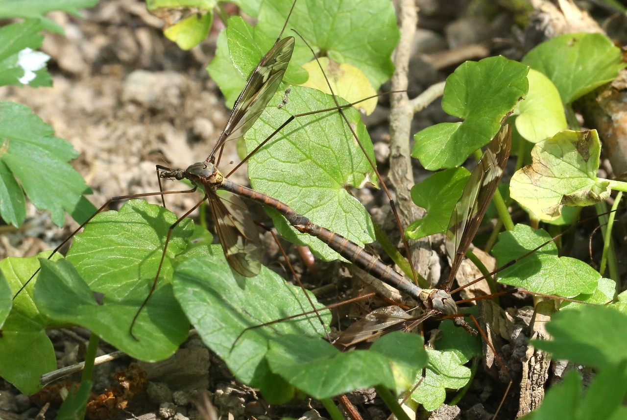 Tipula maxima Poda, 1761 - Tipule géante (accouplement)