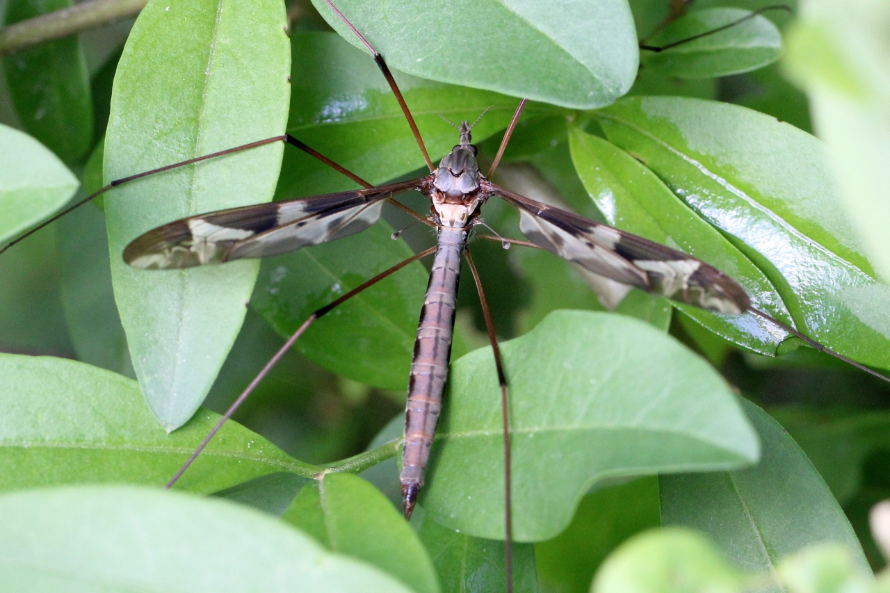 Tipula maxima Poda, 1761 - Tipule géante (femelle)