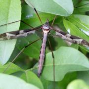 Tipula maxima Poda, 1761 - Tipule géante (femelle)